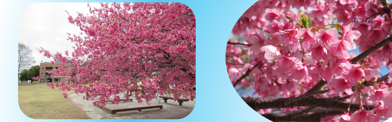 赤く色づいた桜の写真