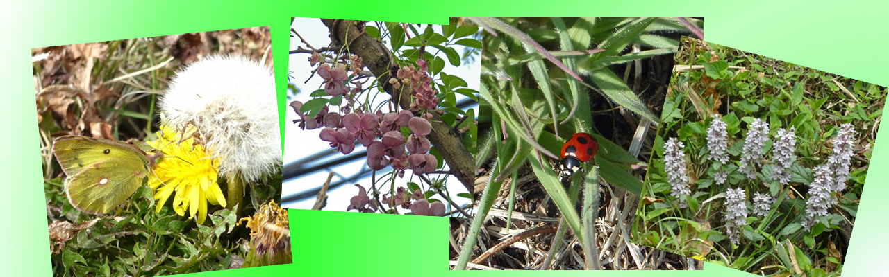春の動植物の写真