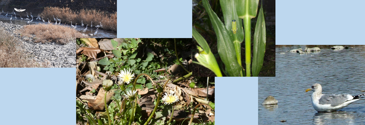 写真：冬を連想する画像