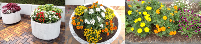 写真:生ごみたい肥で育てた草花