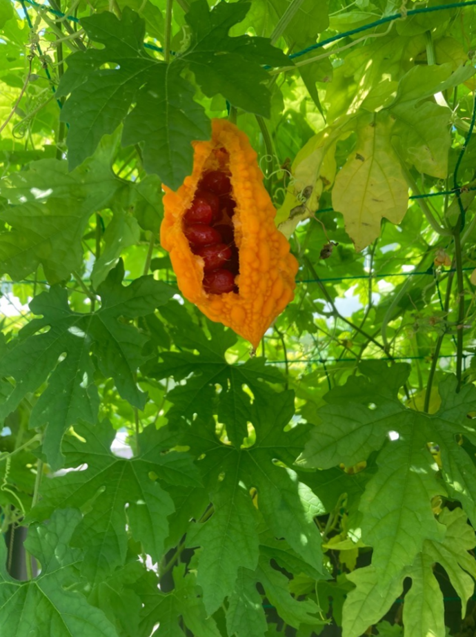 黄色になったゴーヤ