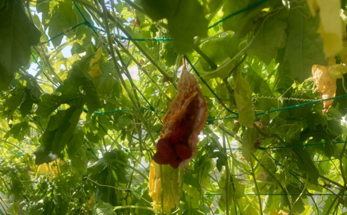 黄色になったゴーヤ