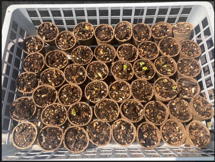 写真：撮影から1週目