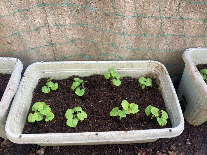 ネット張りの日