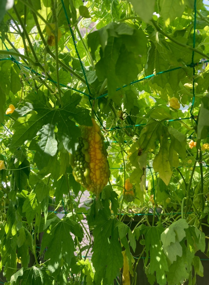 写真：葉が黄色くなってきたゴーヤ