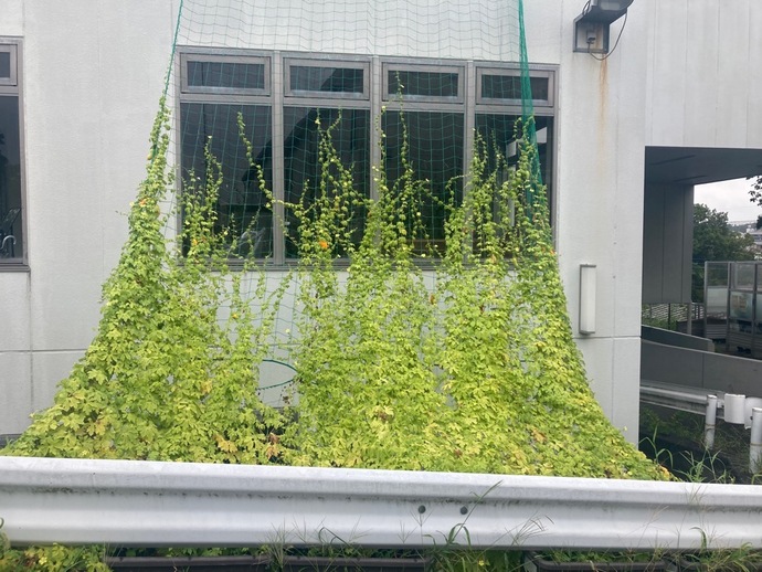 写真：黄色いグリーンカーテン