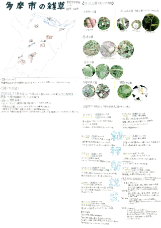 写真：多摩市の雑草