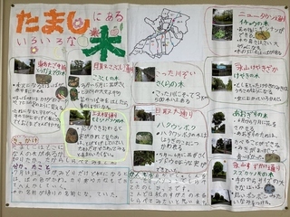 写真：多摩市にあるいろいろな木