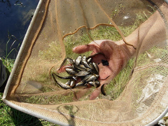 写真：ゴガンコウジマエノヨウスイロノイキモノチョウサノヨウス3