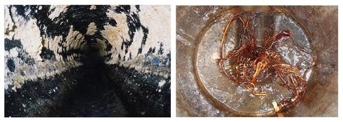 写真:油の付着や木の根が進入した下水道管