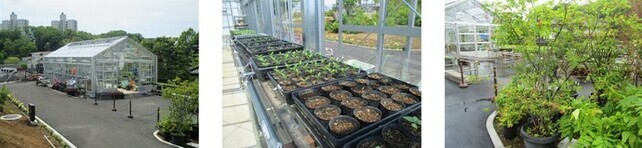 育苗用のガラス温室の外観と、そこで育てている植物の写真