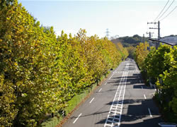 写真:永山すずかけ通りの様子