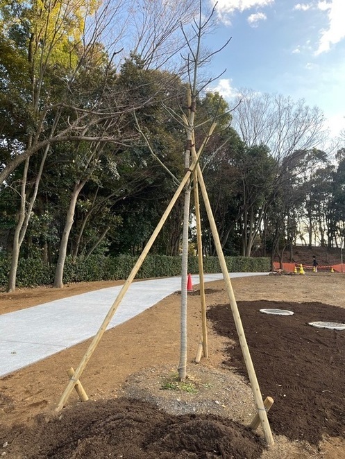 移植後のアオギリの写真です。