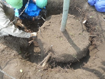 移植前に必要な「根回し」の作業の様子です