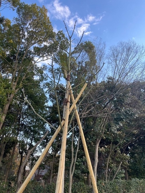 移植後のアオギリの写真です。