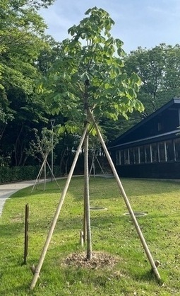 令和7年6月29日のアオギリ