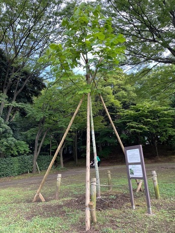 令和5年7月上旬の被爆二世アオギリの様子