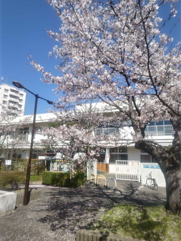 写真：豊ヶ丘児童館入口の桜