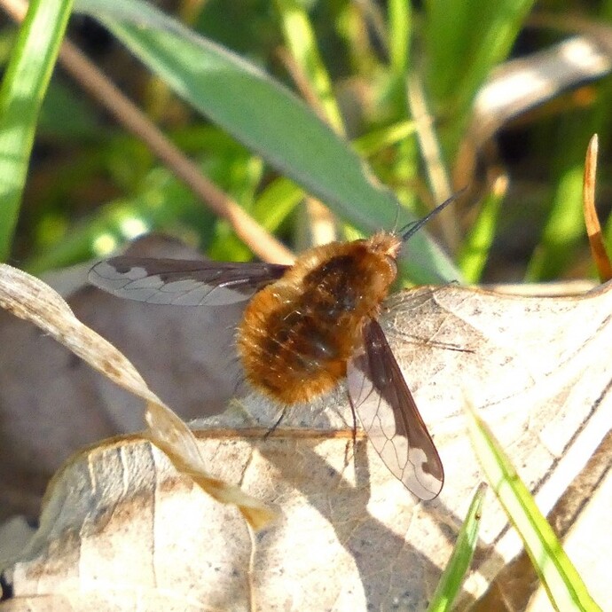写真：投稿番号161 ビロードツリアブ