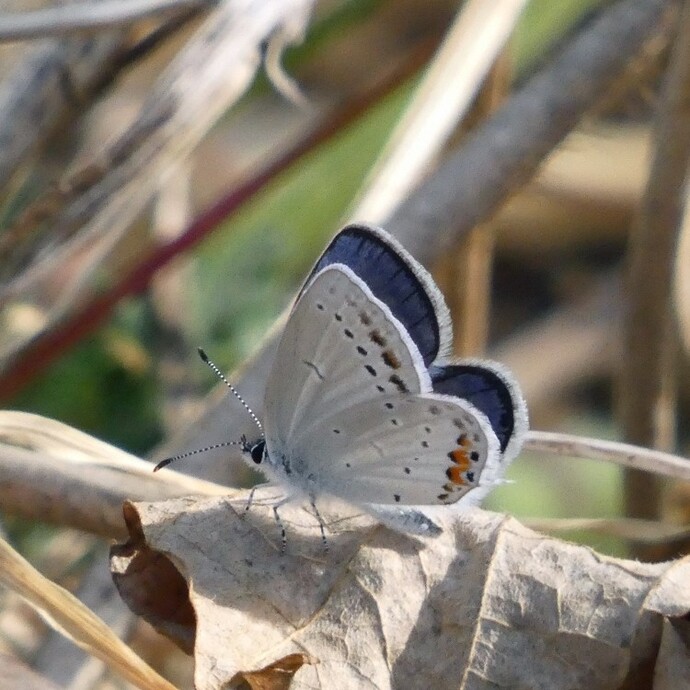 写真：投稿番号163 ツバメシジミ