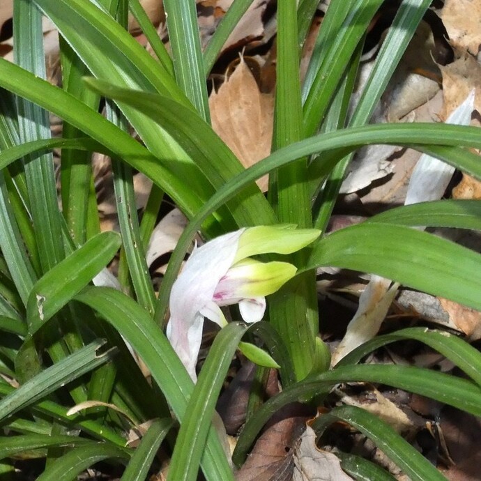 写真：投稿番号164 シュンラン