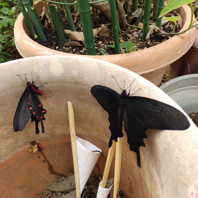 写真：投稿番号165 ジャコウアゲハの雄