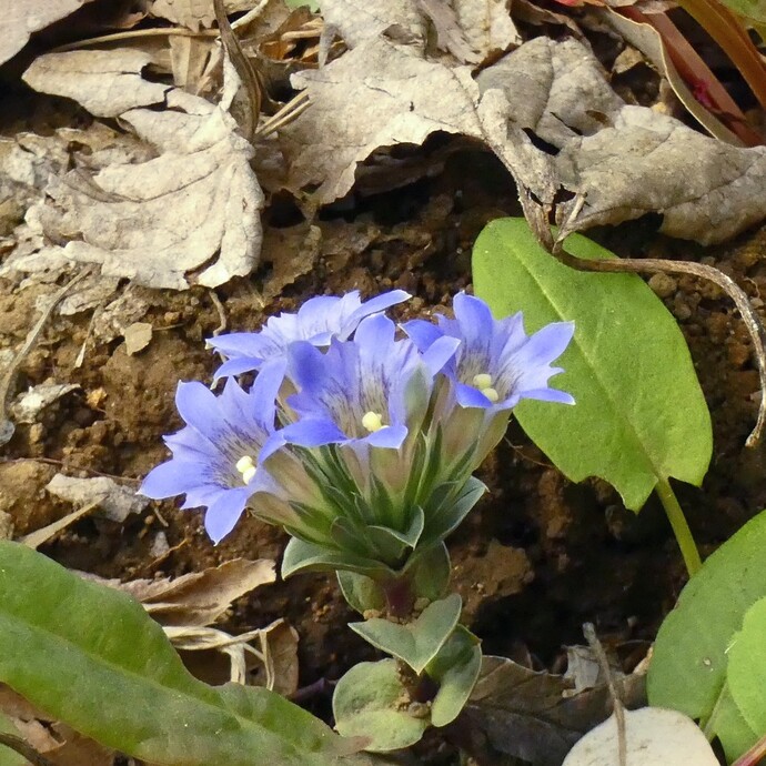 写真：投稿番号167 フデリンドウ
