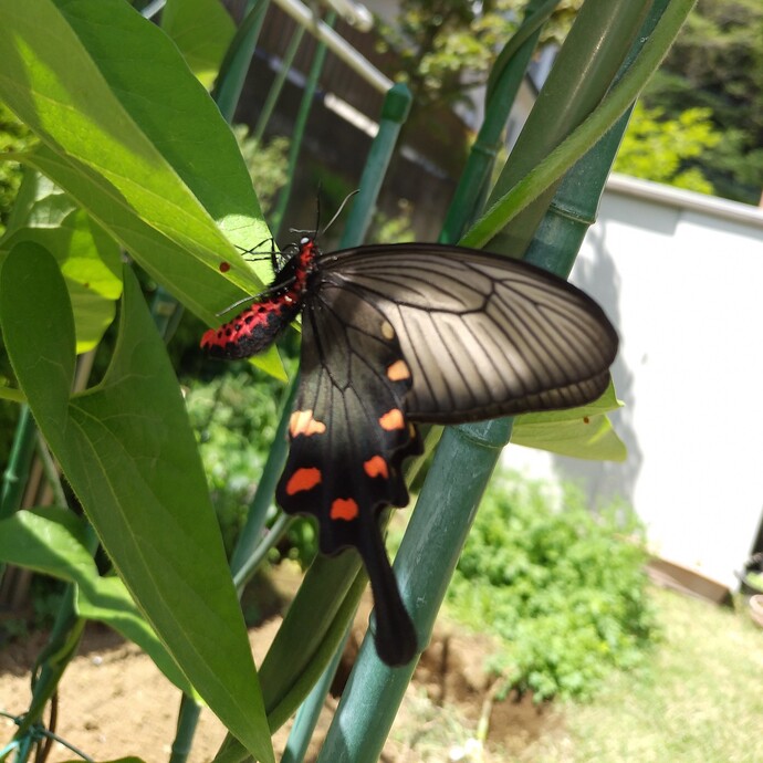 写真：投稿番号168 ジャコウアゲハの雌