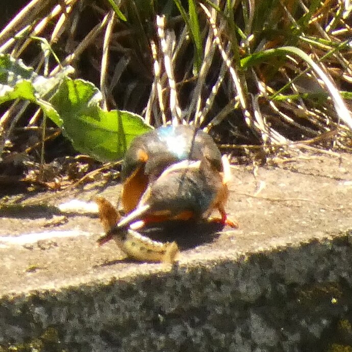 写真：投稿番号169 シマドジョウ