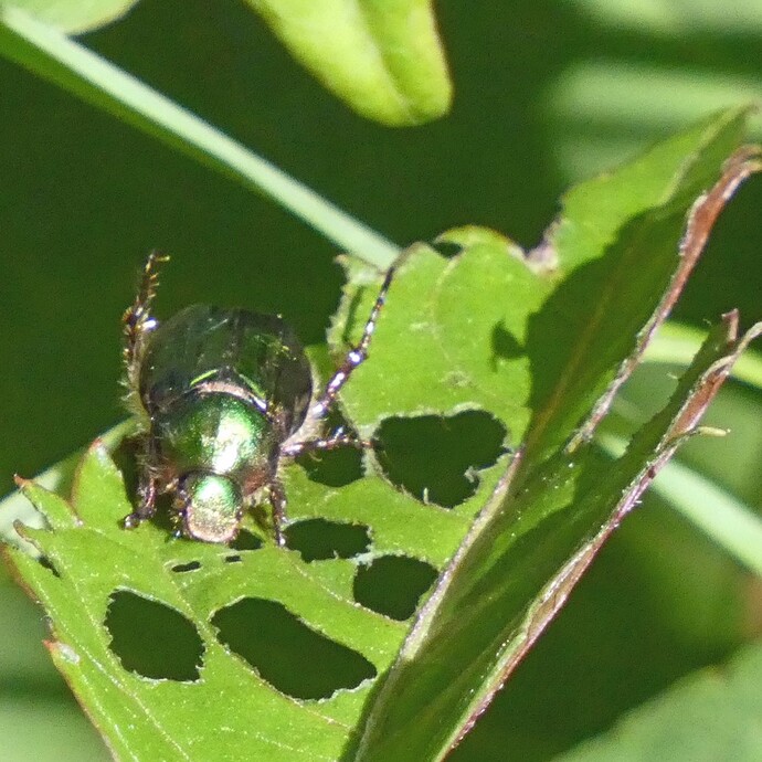 写真：投稿番号170 ヒラタアオコガネ