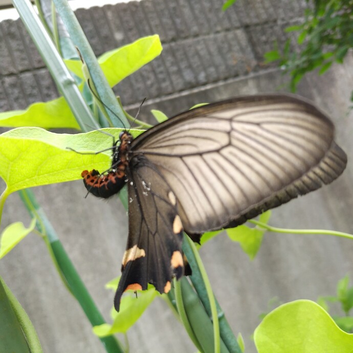 写真：投稿番号192 ジャコウアゲハ雌