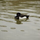 写真：投稿番号31 キンクロハジロ（オス）