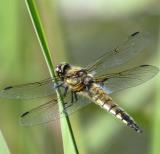 写真：投稿番号104 ヨツボシトンボ