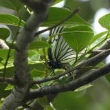 写真：投稿番号122 アカボシゴマダラ　メス