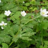 写真：投稿番号98 ニリンソウ