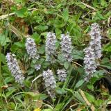 写真：投稿番号99 ジュウニヒトエ