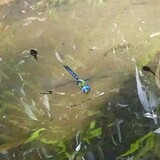 写真：投稿番号171 クロスジギンヤンマ