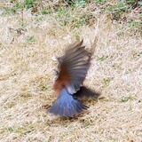 写真：投稿番号184 イソヒヨドリ