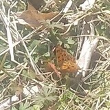 写真：投稿番号185 ツマグロヒョウモン