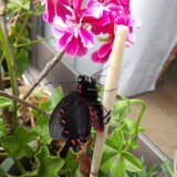 写真：投稿番号186 ジャコウアゲハ雄