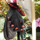 写真：投稿番号187 ジャコウアゲハ雄