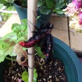 写真：投稿番号188 ジャコウアゲハメス