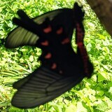 写真：投稿番号189 ジャコウアゲハのカップル