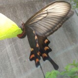 写真：投稿番号190 ジャコウアゲハの雌