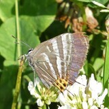 写真：投稿番号191 トラフシジミ　春型　オス