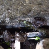 写真：投稿番号193 ヤマアカガエルとオタマジャクシ