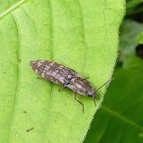 写真：投稿番号195 シモフリコメツキ