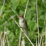 写真：投稿番号196 オオヨシキリ