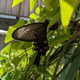 写真：投稿番号215 ジャコウアゲハ雌