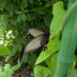 写真：投稿番号216 ジャコウアゲハ雌